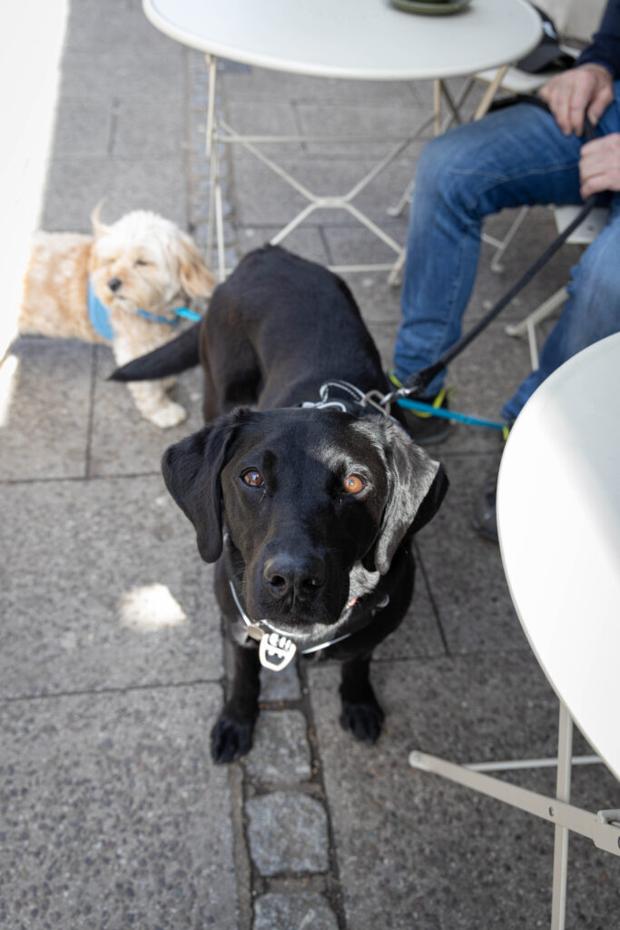 Dog-Friendly Businesses Across Town